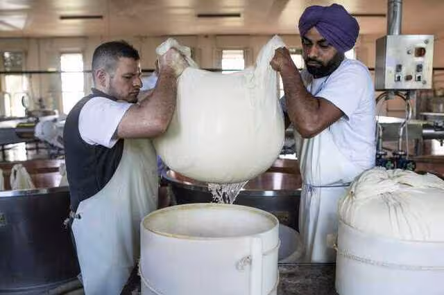 Sikhs in Italy 7 Sikhs working in cheese factory in Italy